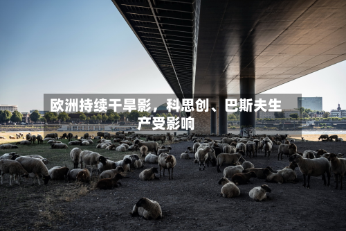 欧洲持续干旱影，科思创	、巴斯夫生产受影响-第3张图片