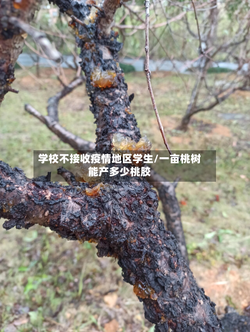 学校不接收疫情地区学生/一亩桃树能产多少桃胶-第2张图片